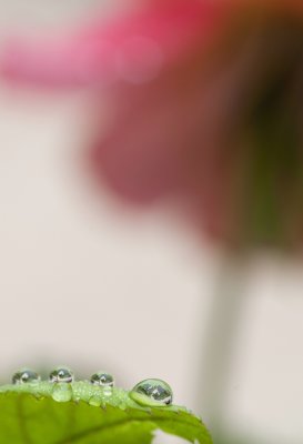 drops and rose