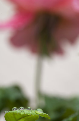 drops and rose