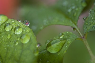 drops and rose