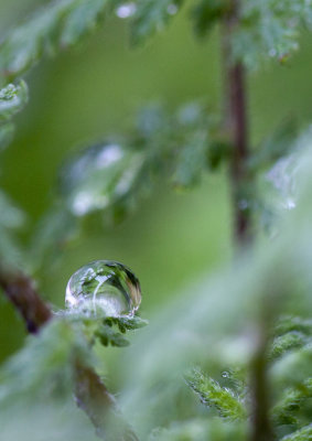 green drop