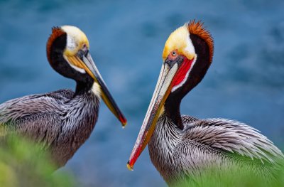 Pelecanus Occidentalis Californicus;  Brown Pelican