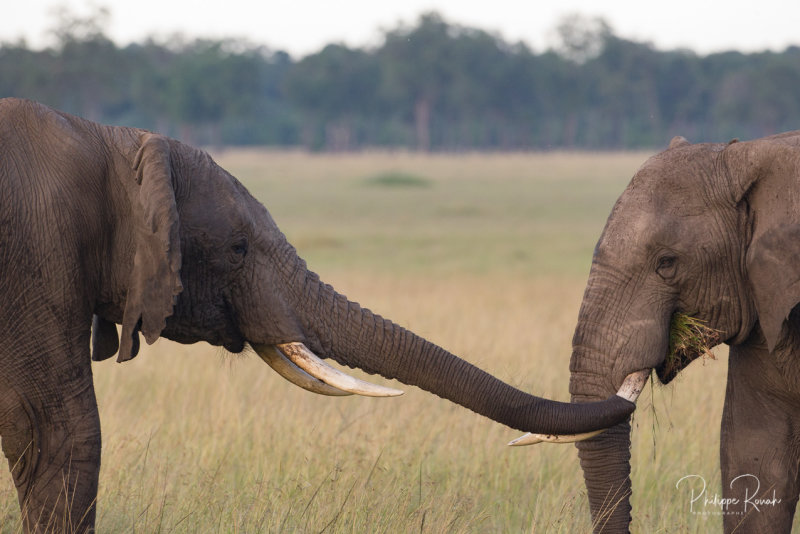 Elephants - Massai Mara 2016 - 00016-2