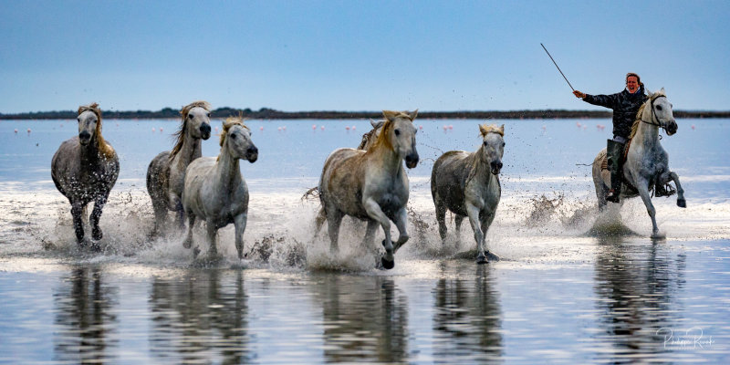 Camargue 2021 - jeudi matin  laube-6738