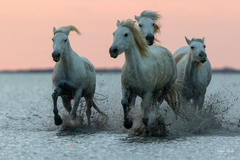 Camargue 2021 - dimanche matin-0397