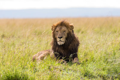 Lion du Masai Mara - 00035
