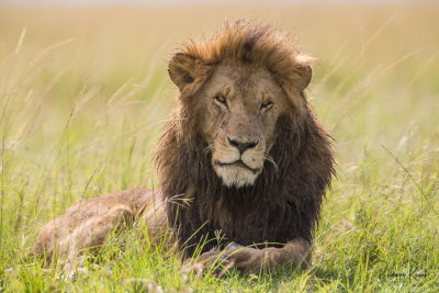 Lion du Masai Mara - 00066-2