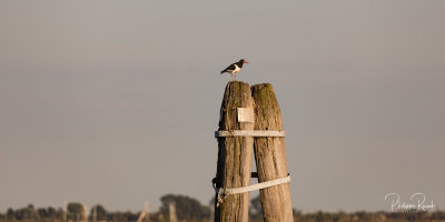 Huitrier pie sur Burano - Venezia 2019 1703