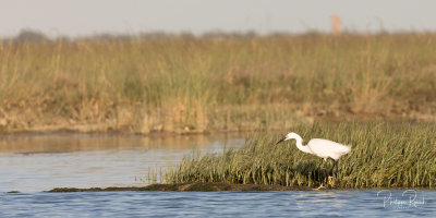 Aigrette Garzette sur Burano - Venezia 2019 - 1730