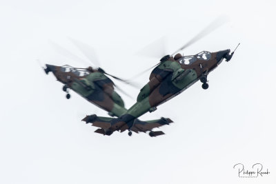 Duo de Tigres - Free Flight Master 2019-4022