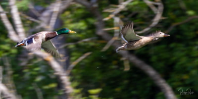 Colverts en vol - Vaugrenier - 08 mai 2021-0704