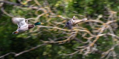 Colverts en vol - Vaugrenier - 08 mai 2021-0705