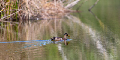 Canard Colvert - Vaugrenier - 15 mai 2021-5681