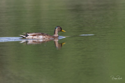 Canard Colvert - Vaugrenier - 15 mai 2021-5682