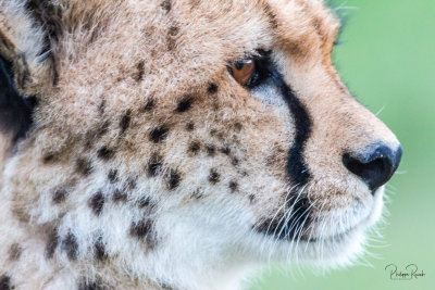 Cheetah - Kenya-00054-5
