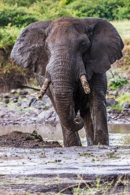 Elephant - Kenya-00061-3