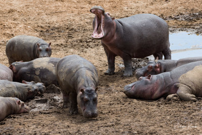 Hippos taking a nap - Kenya-00201
