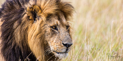 Lion in the savana - Kenya-00099