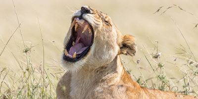 Lioness in the savana - Kenya-00103