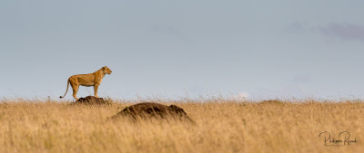 Lioness searching the savana - Kenya-00177-2