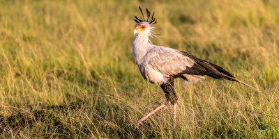 Serpentaire at Sunrise - Kenya-00009-2