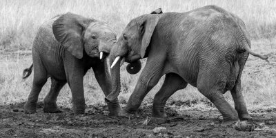 Teen Elephants Playing in Kenya-00026-2