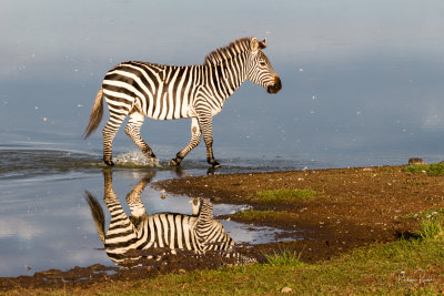 Zebra - Kenya-00032