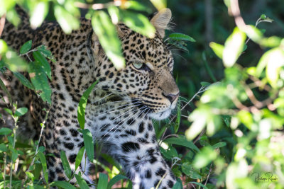 Leopard coming out of the foliage - Kenya-2