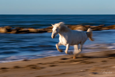 Camargue 2021 - vendredi matin-7739