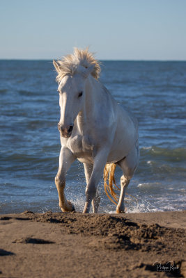 Camargue 2021 - vendredi matin-7830