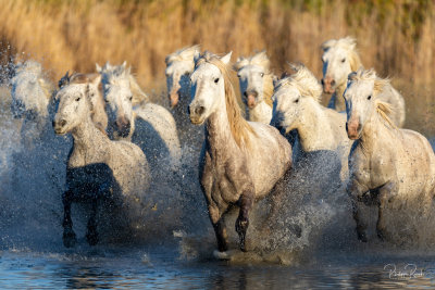 Camargue 2021 - vendredi soir-4027