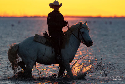 Camargue 2021 - dimanche matin-0391