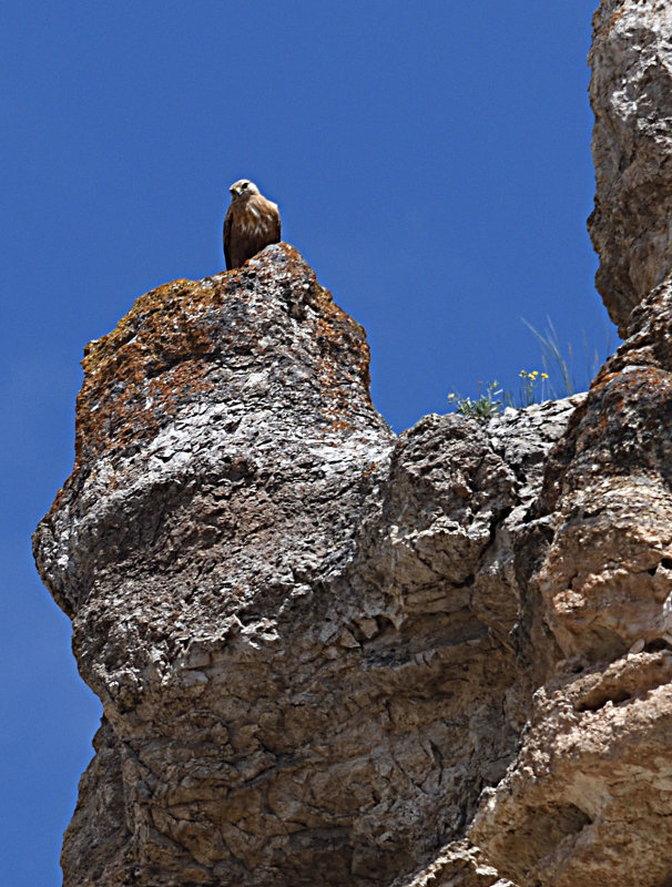 Buzzard detail 1826.jpg