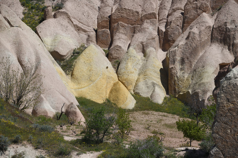 Rose valley 2019 1681.jpg