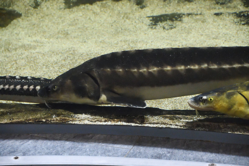 Istanbul Istanbul Aquarium oct 2019 6952.jpg