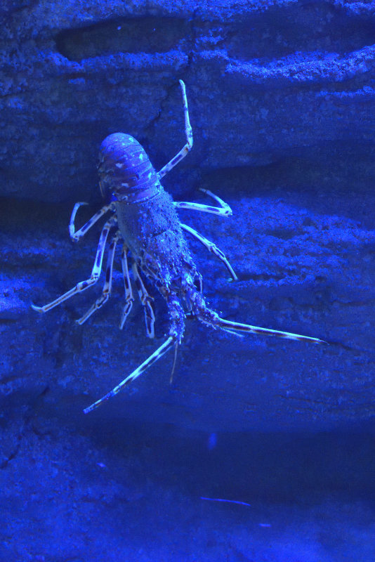 Istanbul Istanbul Aquarium oct 2019 6992.jpg