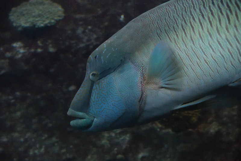 Istanbul Istanbul Aquarium oct 2019 7004.jpg