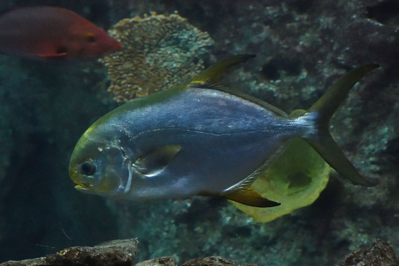 Istanbul Istanbul Aquarium oct 2019 7006.jpg