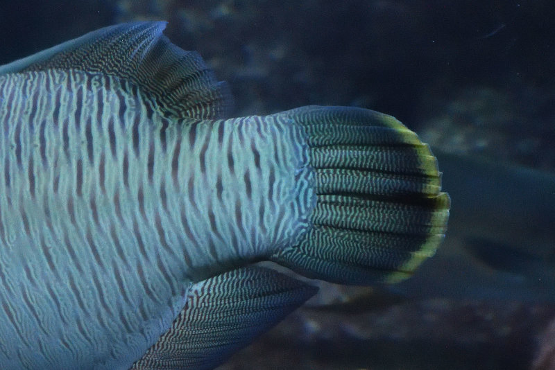 Istanbul Istanbul Aquarium oct 2019 7010.jpg