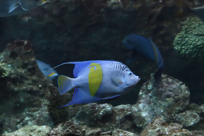 Istanbul Istanbul Aquarium oct 2019 7016.jpg
