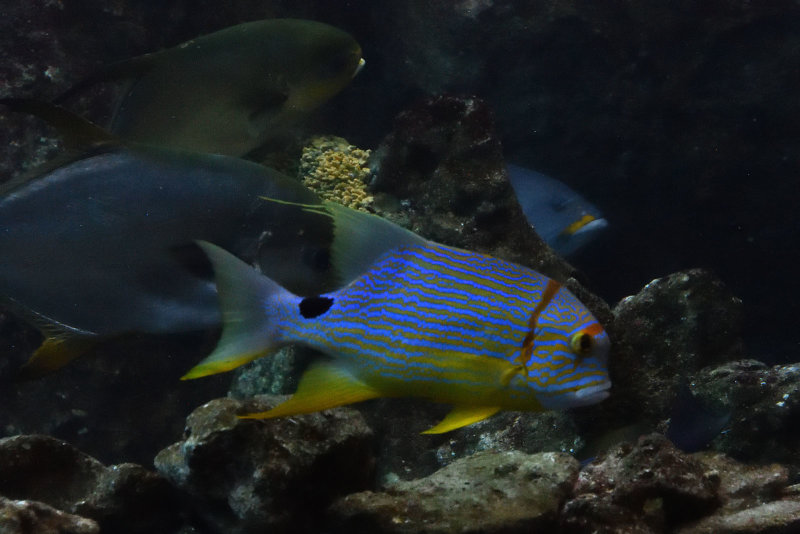 Istanbul Istanbul Aquarium oct 2019 7017.jpg