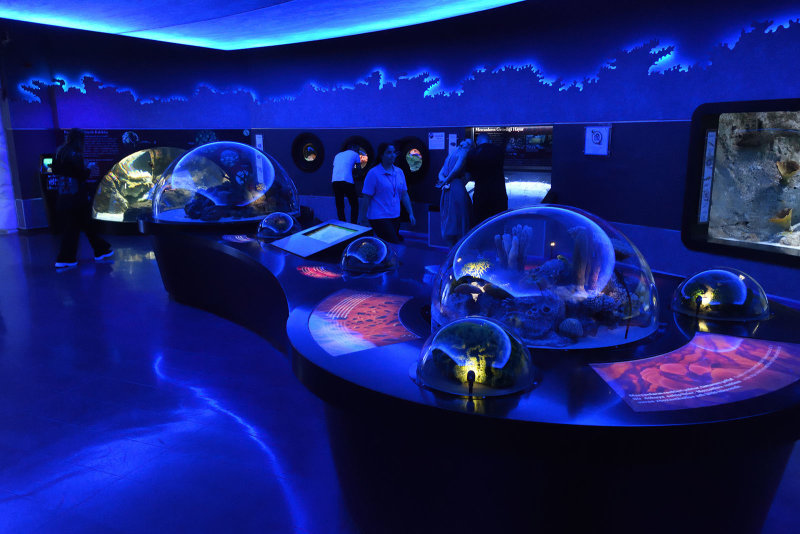 Istanbul Istanbul Aquarium oct 2019 7023.jpg