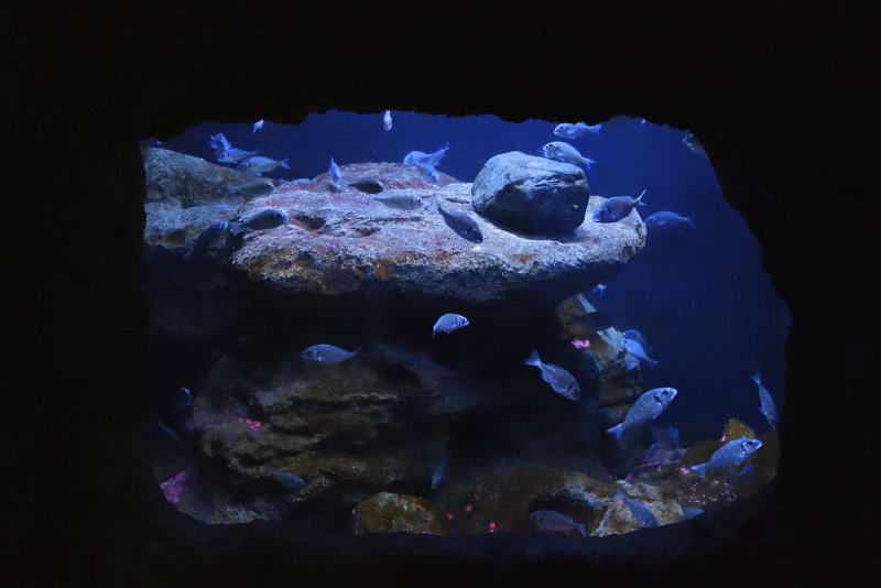 Istanbul Istanbul Aquarium oct 2019 7029.jpg