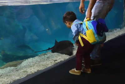 Istanbul Istanbul Aquarium oct 2019 6970.jpg