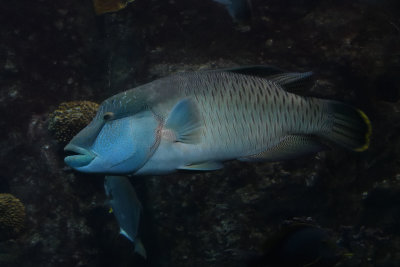 Istanbul Istanbul Aquarium oct 2019 7002.jpg