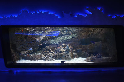 Istanbul Istanbul Aquarium oct 2019 7024.jpg