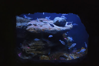 Istanbul Istanbul Aquarium oct 2019 7029.jpg