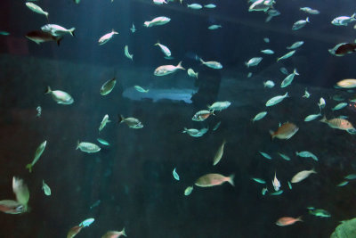 Istanbul Istanbul Aquarium oct 2019 7035.jpg
