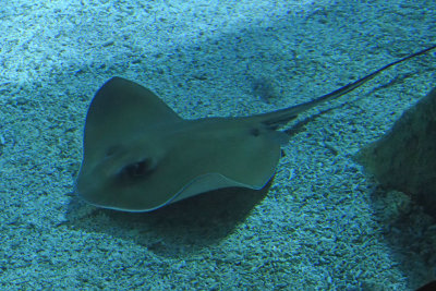 Istanbul Istanbul Aquarium oct 2019 7038.jpg