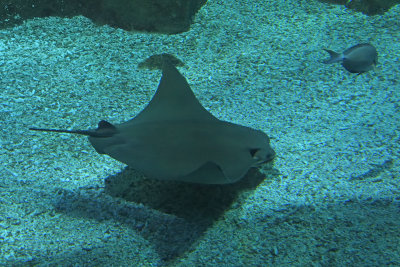 Istanbul Istanbul Aquarium oct 2019 7039.jpg