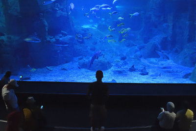 Istanbul Istanbul Aquarium oct 2019 7045.jpg